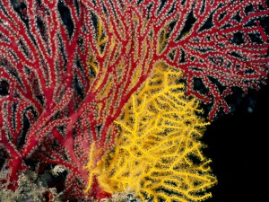 Soft Coral Gorgonians, Maldive Islands